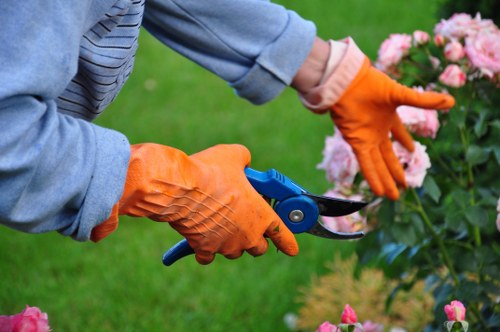 Various types of well-maintained hedges